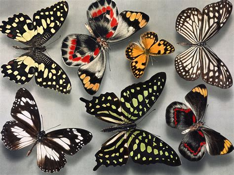 Witness the Graceful Flight of Butterflies at the Magical Wings Exhibit